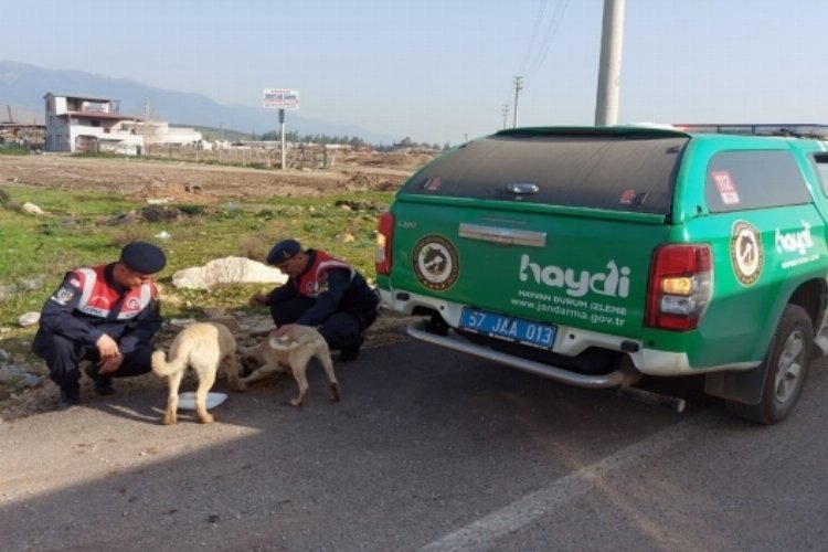 Sinop'ta afet bölgesindeki hayvanlara Jandarma'dan mama desteği