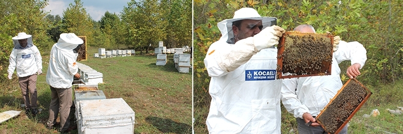 Arıcılara Kocaeli Büyükşehir'den 55 ton arı yemi