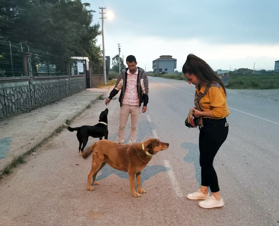 Sokak köpeklerine reflektörlü tasma