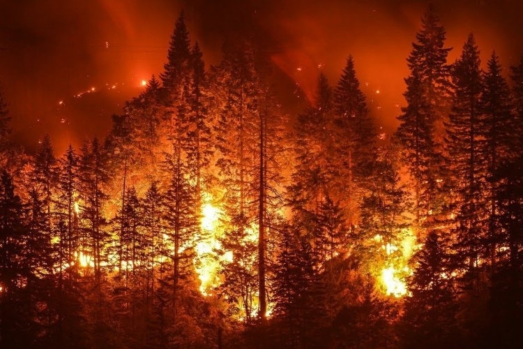 Orman Yangınlarındaki Nedenler Sabotaj mı, Doğal Sebepler mi?